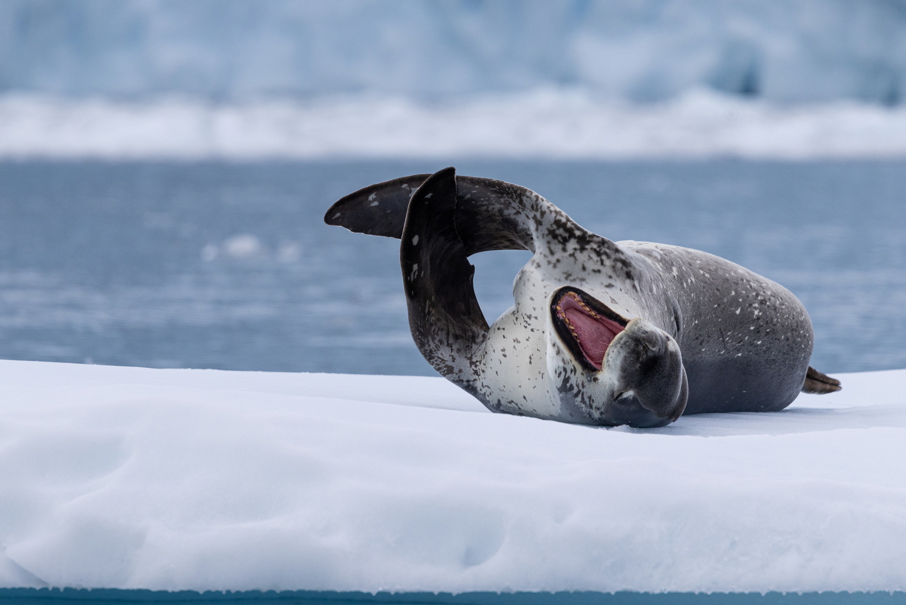 Leopardseal on ice