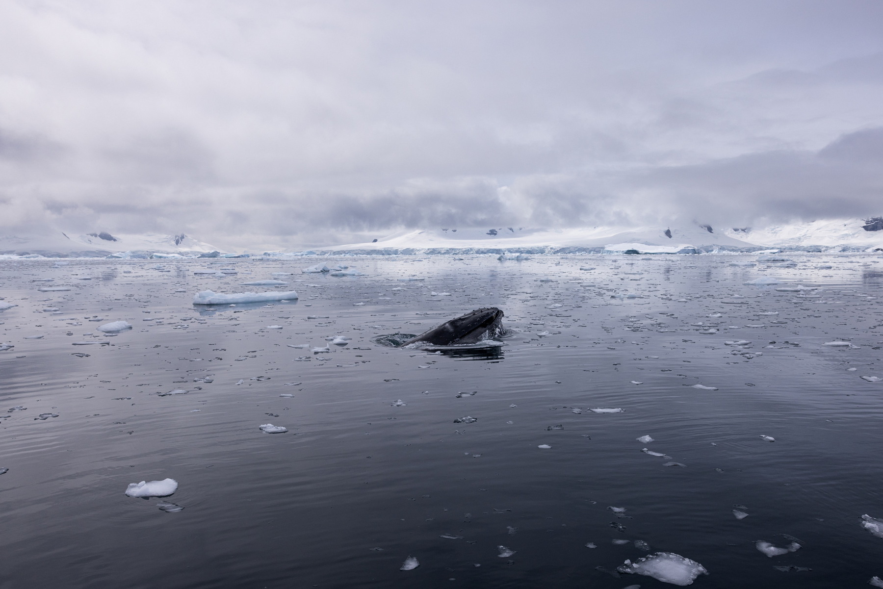 Humpbackwhale & landscape, Paradise Bay