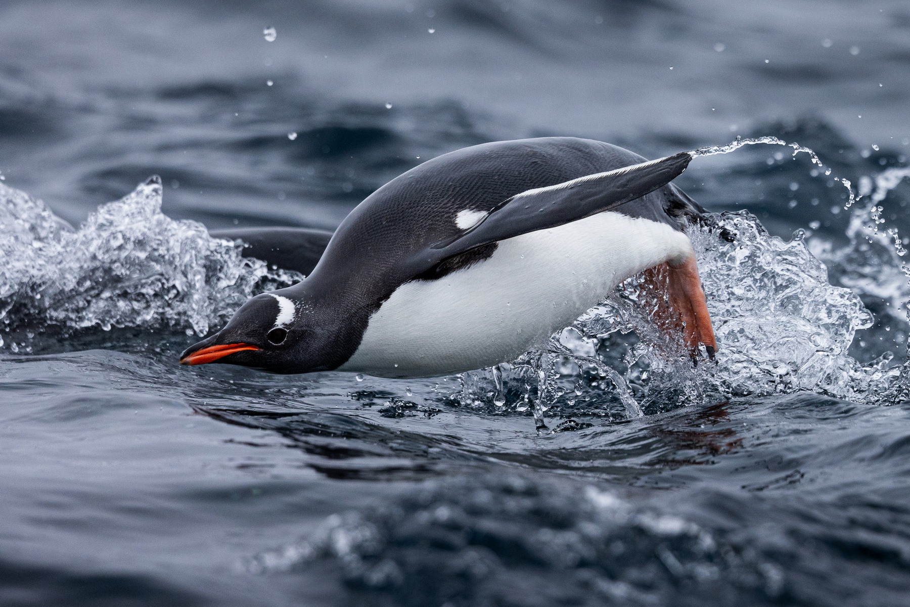 Gentoo penguin porpoising, Edinburgh Hill
