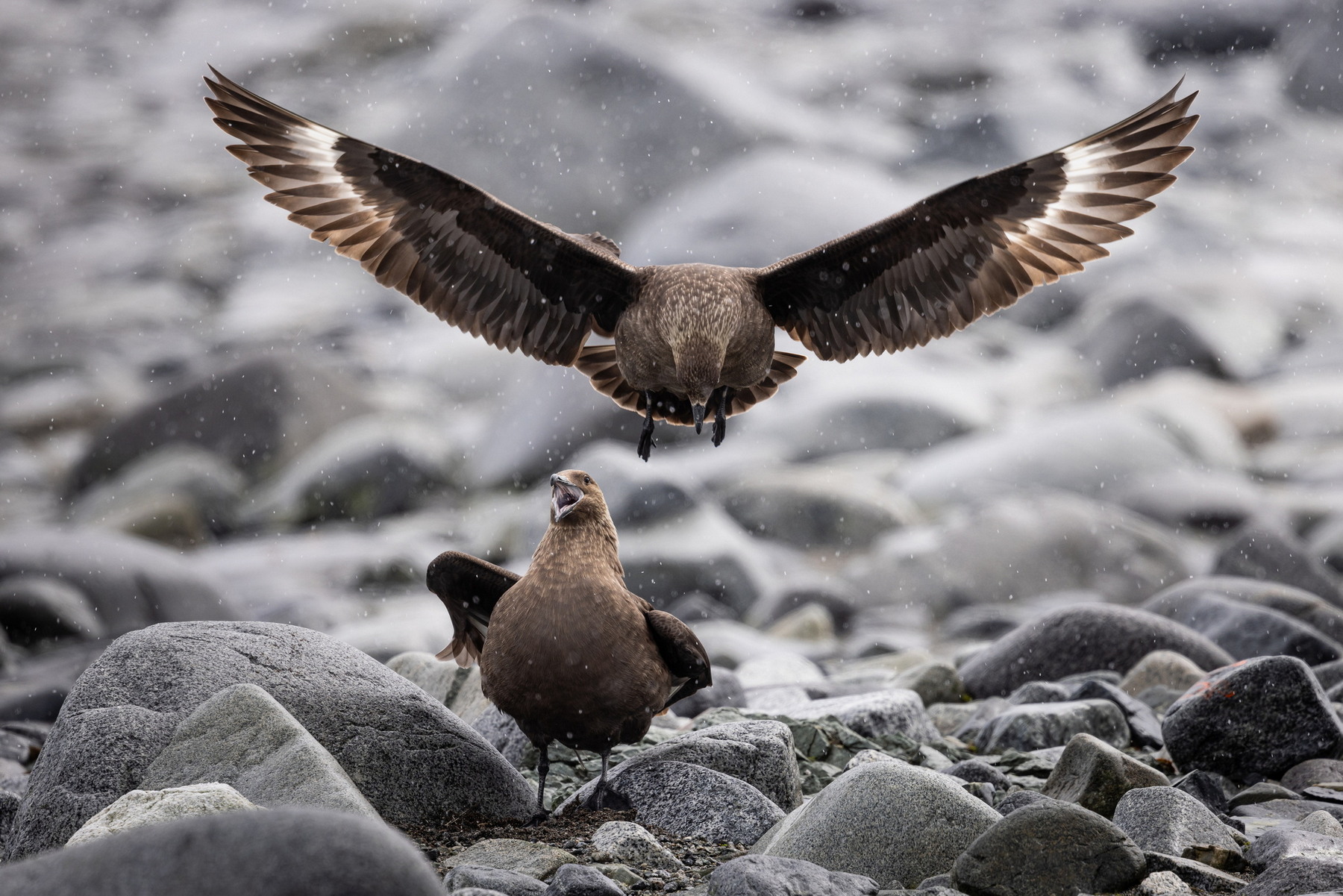 Brown Skua Couple