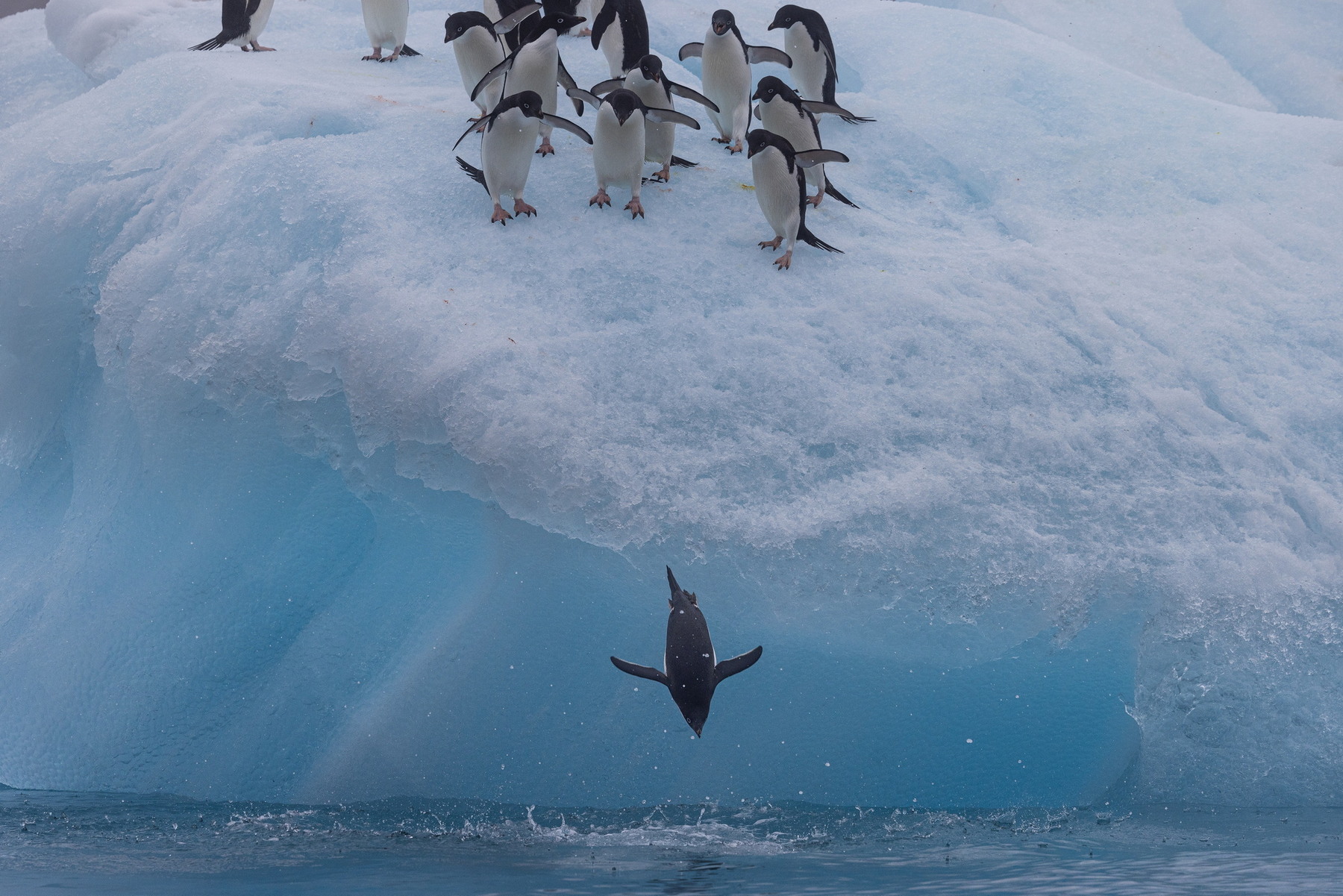 Adelie penguins & iceberg, Hope Bay