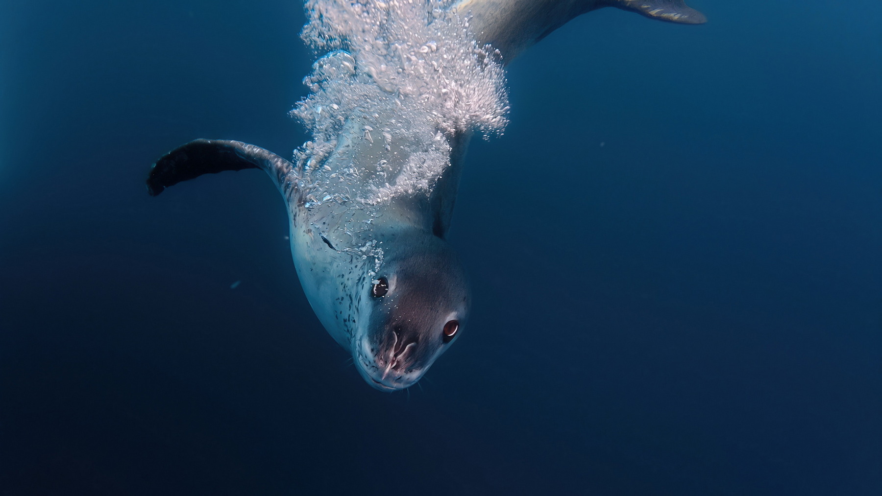 Leopard seal underwater, Fish Islands