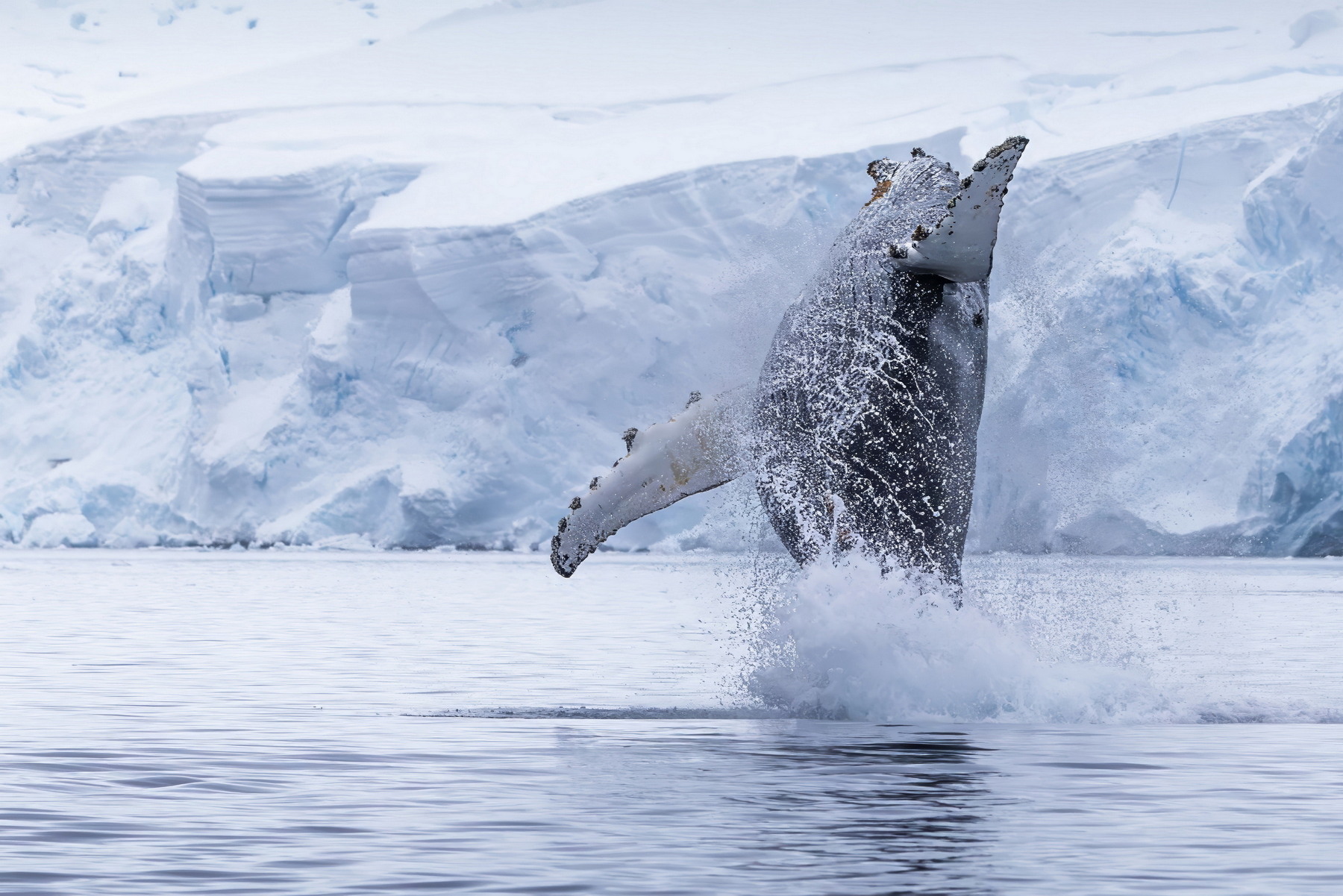 Humpback whale breach, Neko Harbour