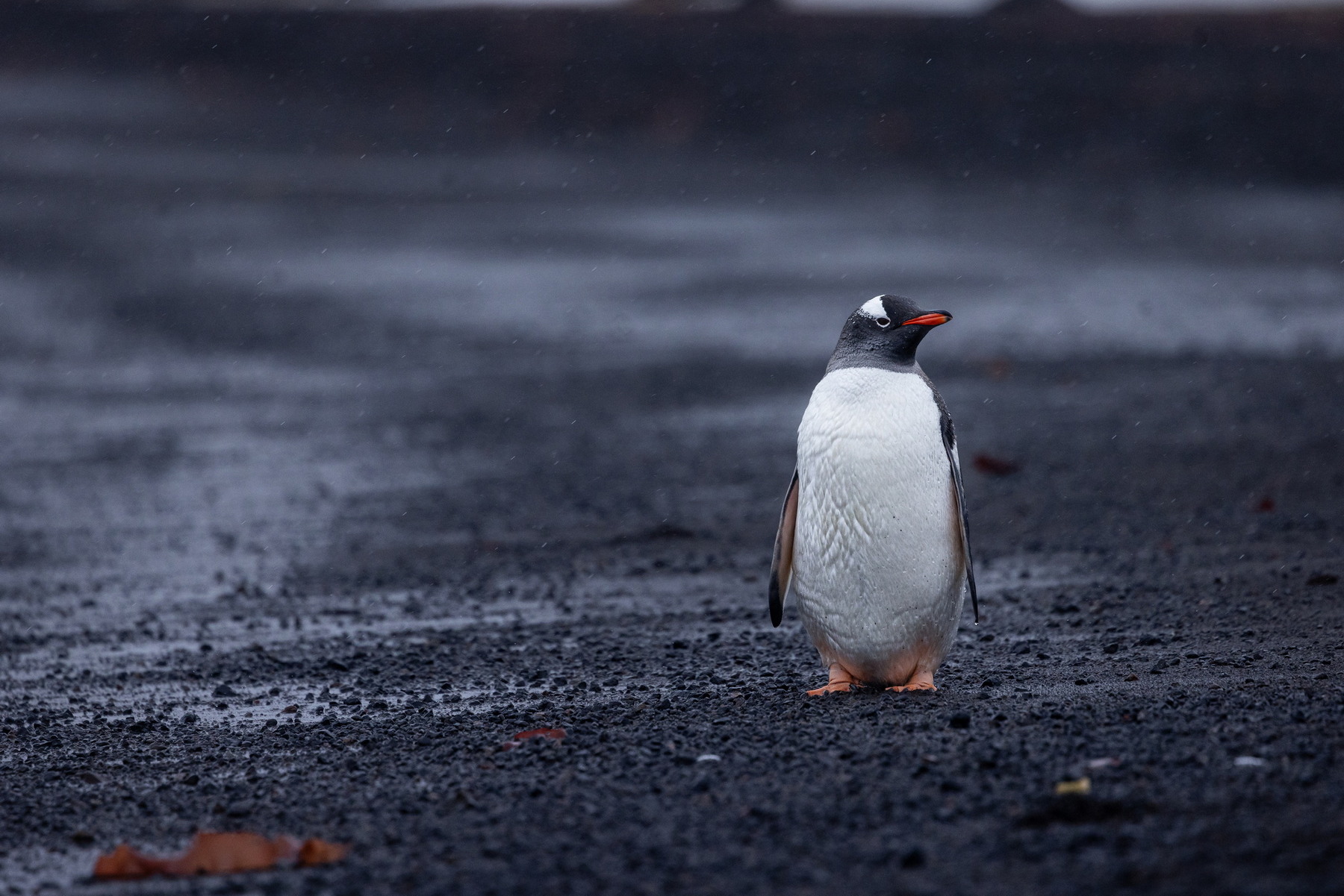 Gentoo at Deception Island