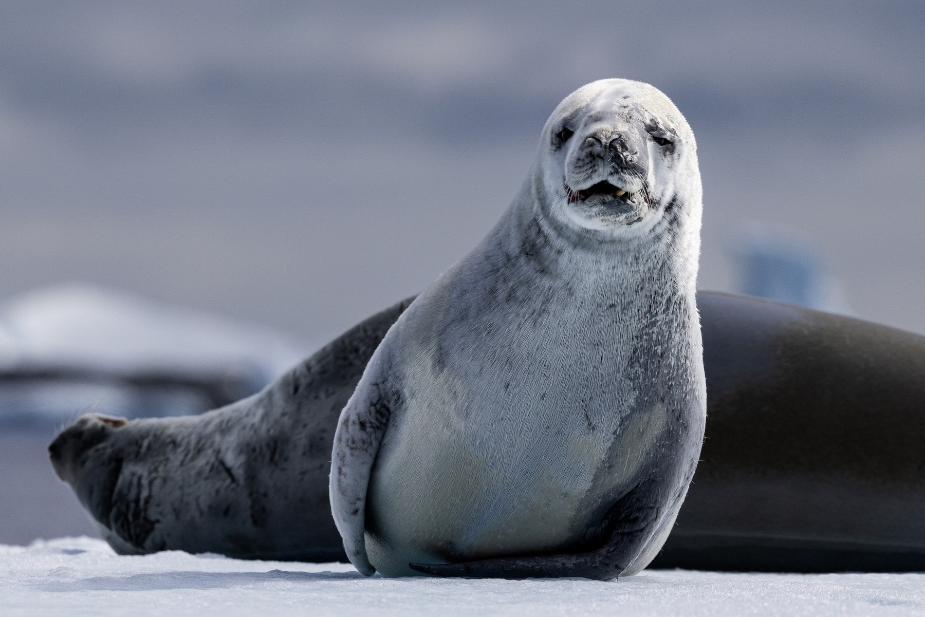 Crab eater seals on iceflow, Pleneau