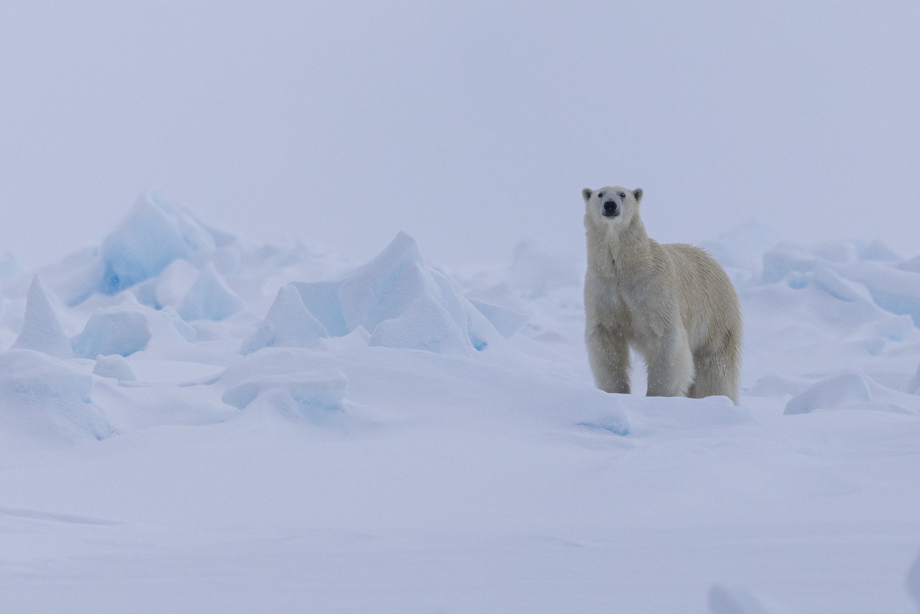 Polar bear, pack ice