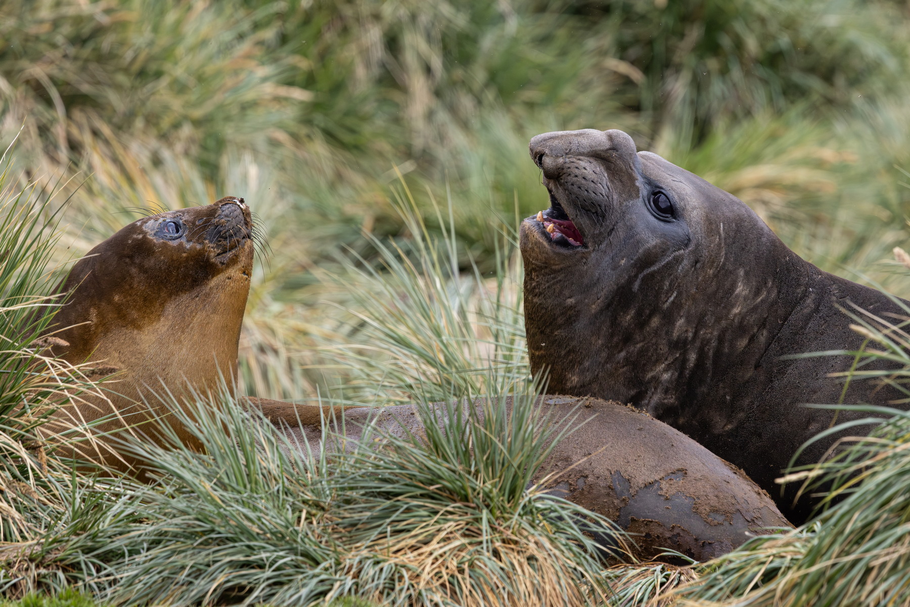 Elephants Seals
