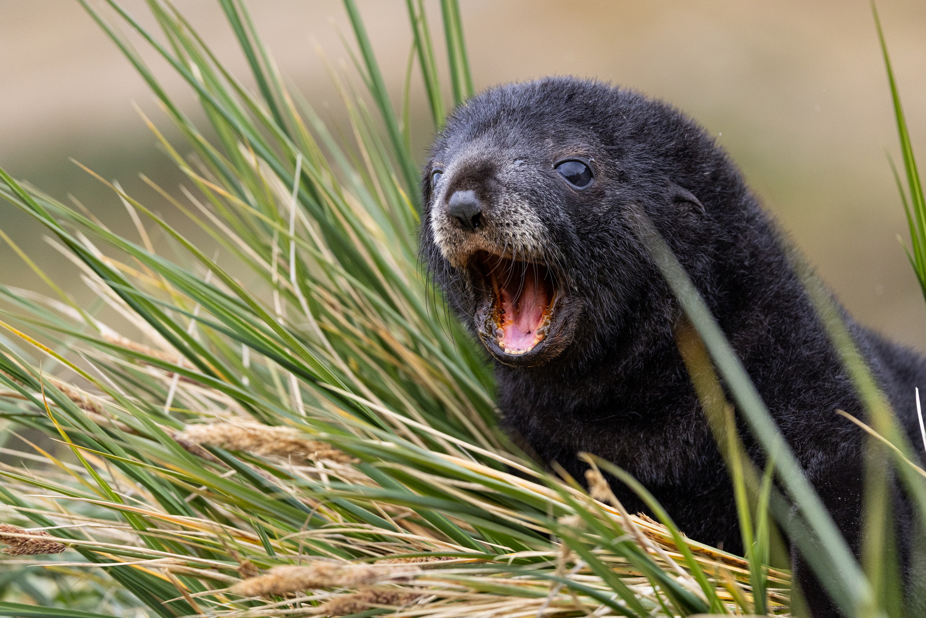 Fuerseal youngster