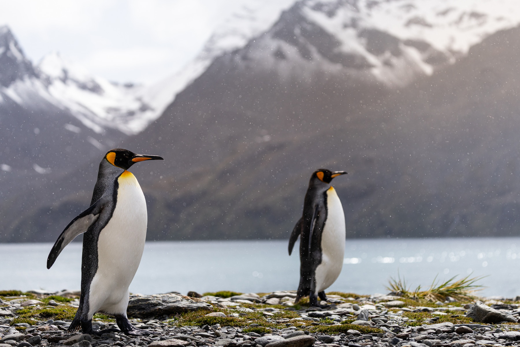 King penguins on their way back to the colony  