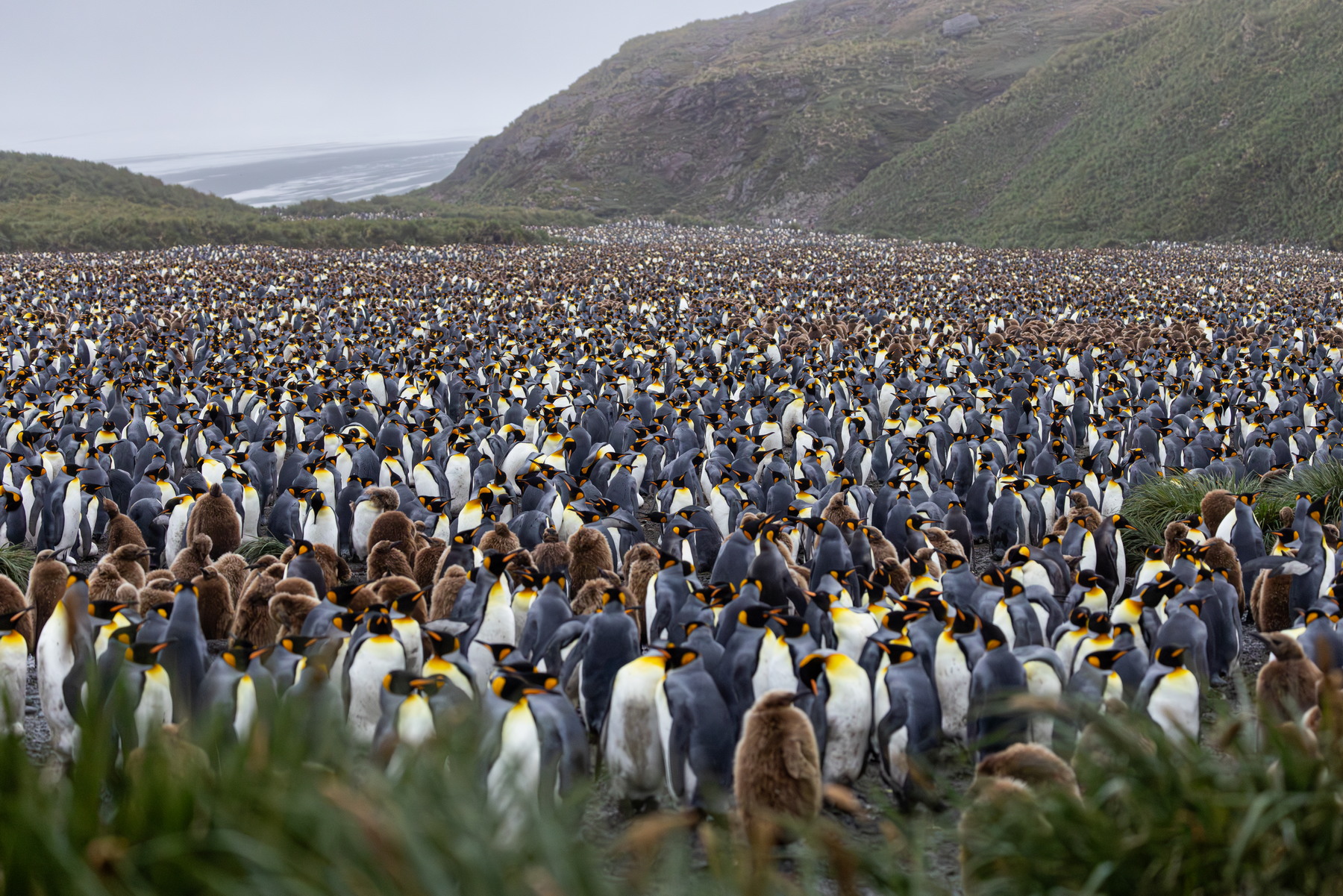King penguin colony