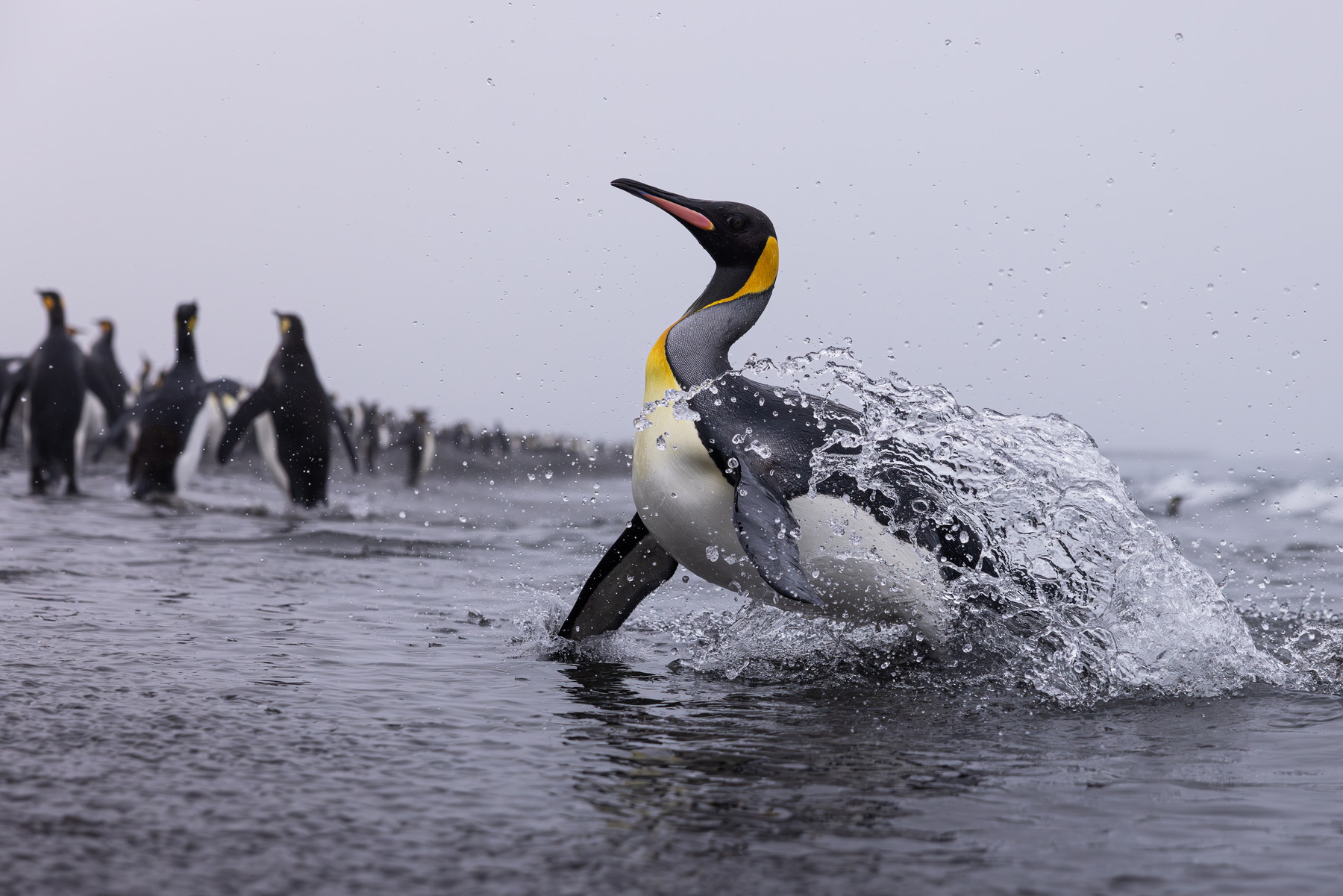 King penguin jumps back onto the beach