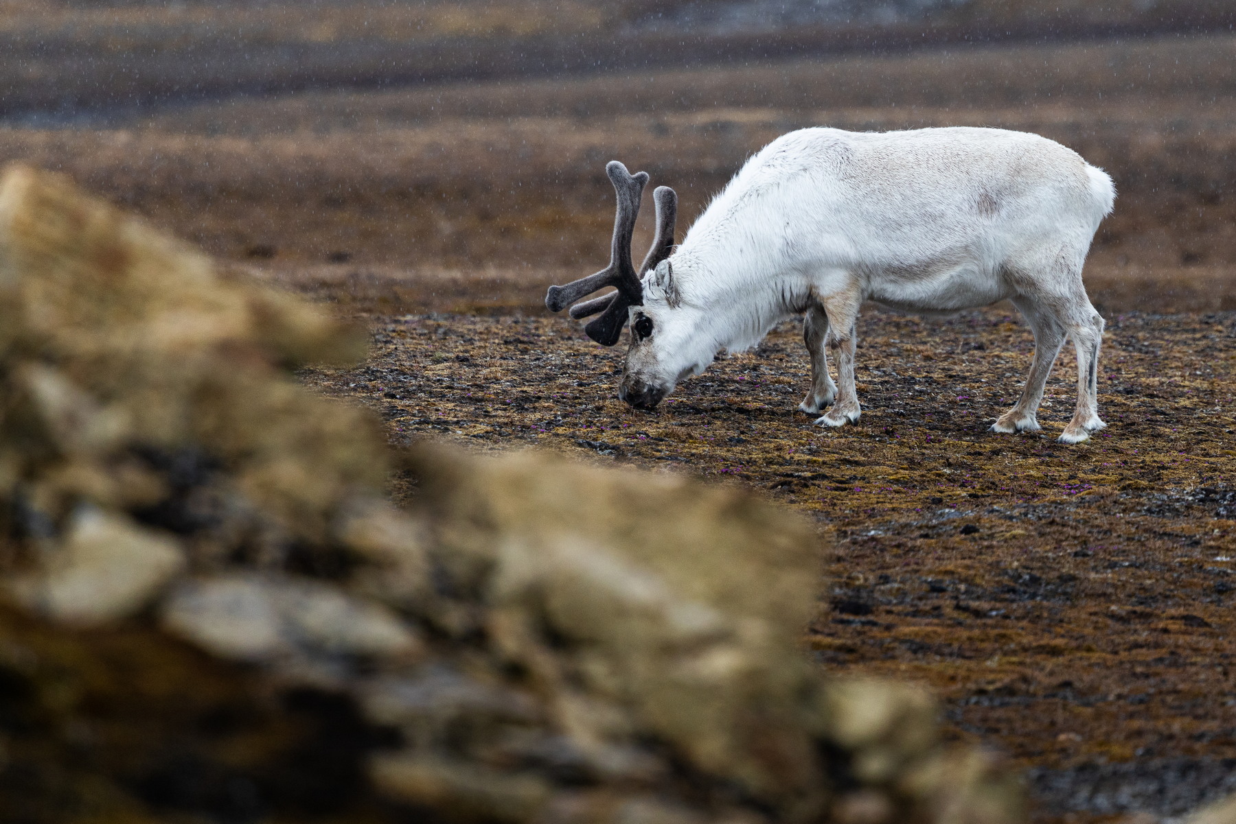 Reindeer