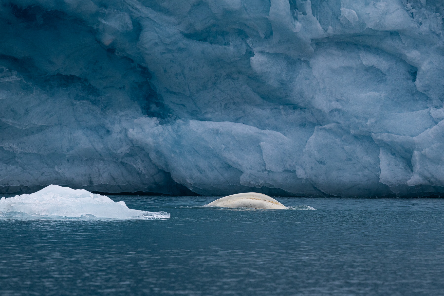 Beluga infront of a glacier