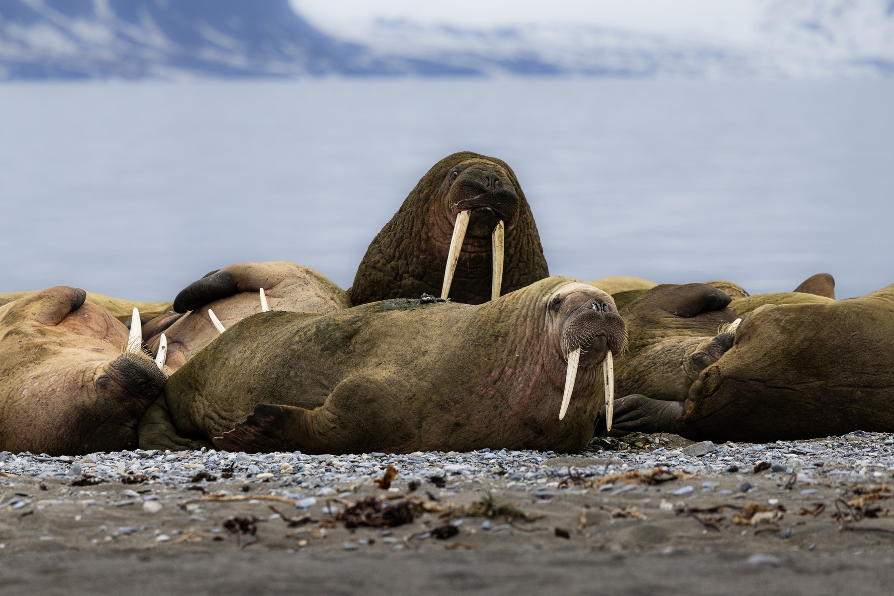Walrus haunt, Poolepynten