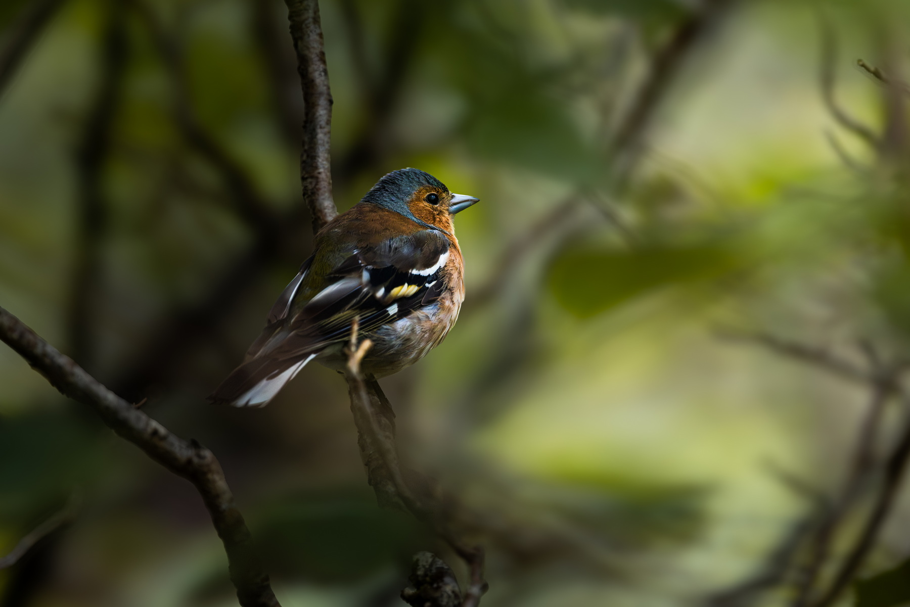 Little bird