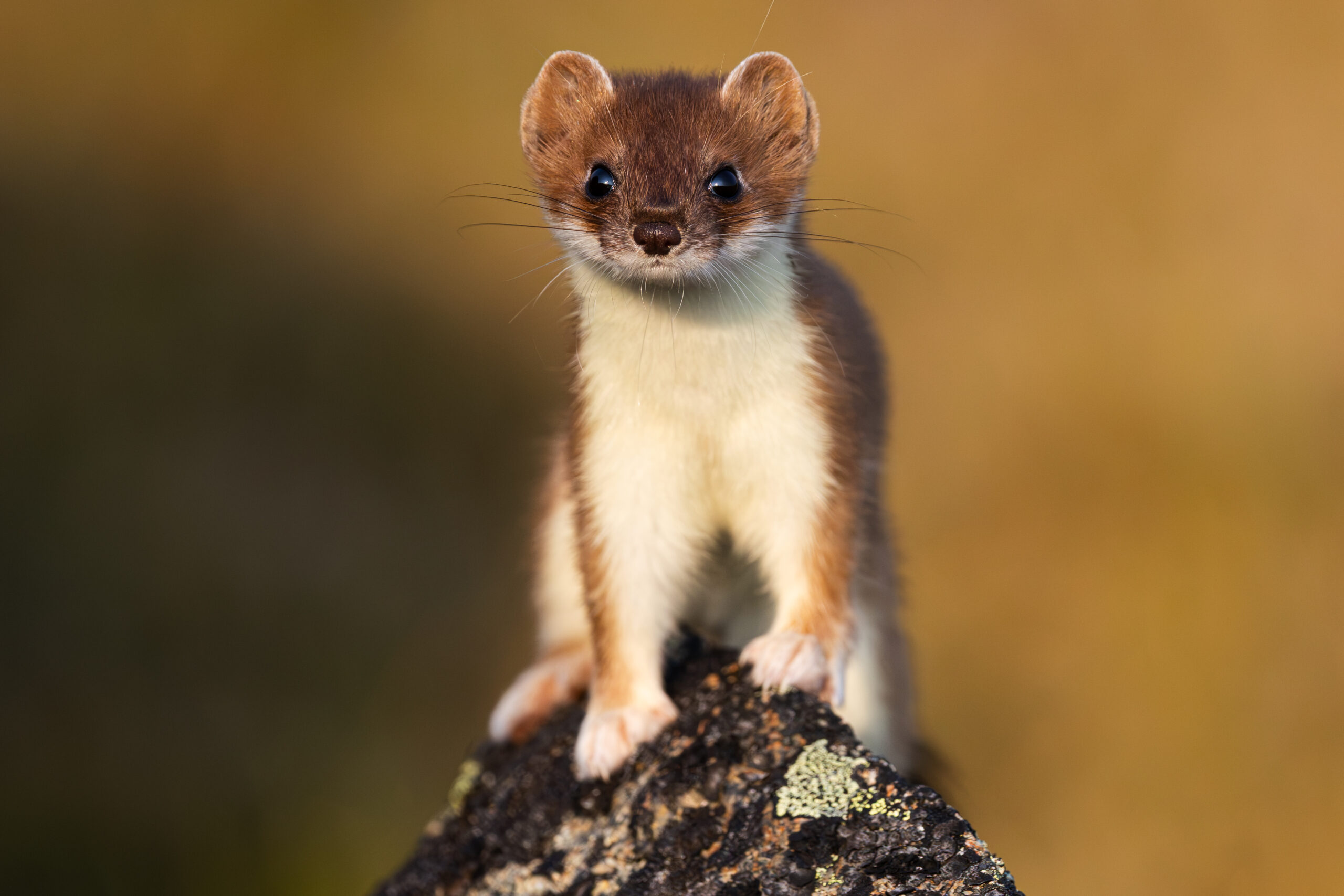 Little Stoat