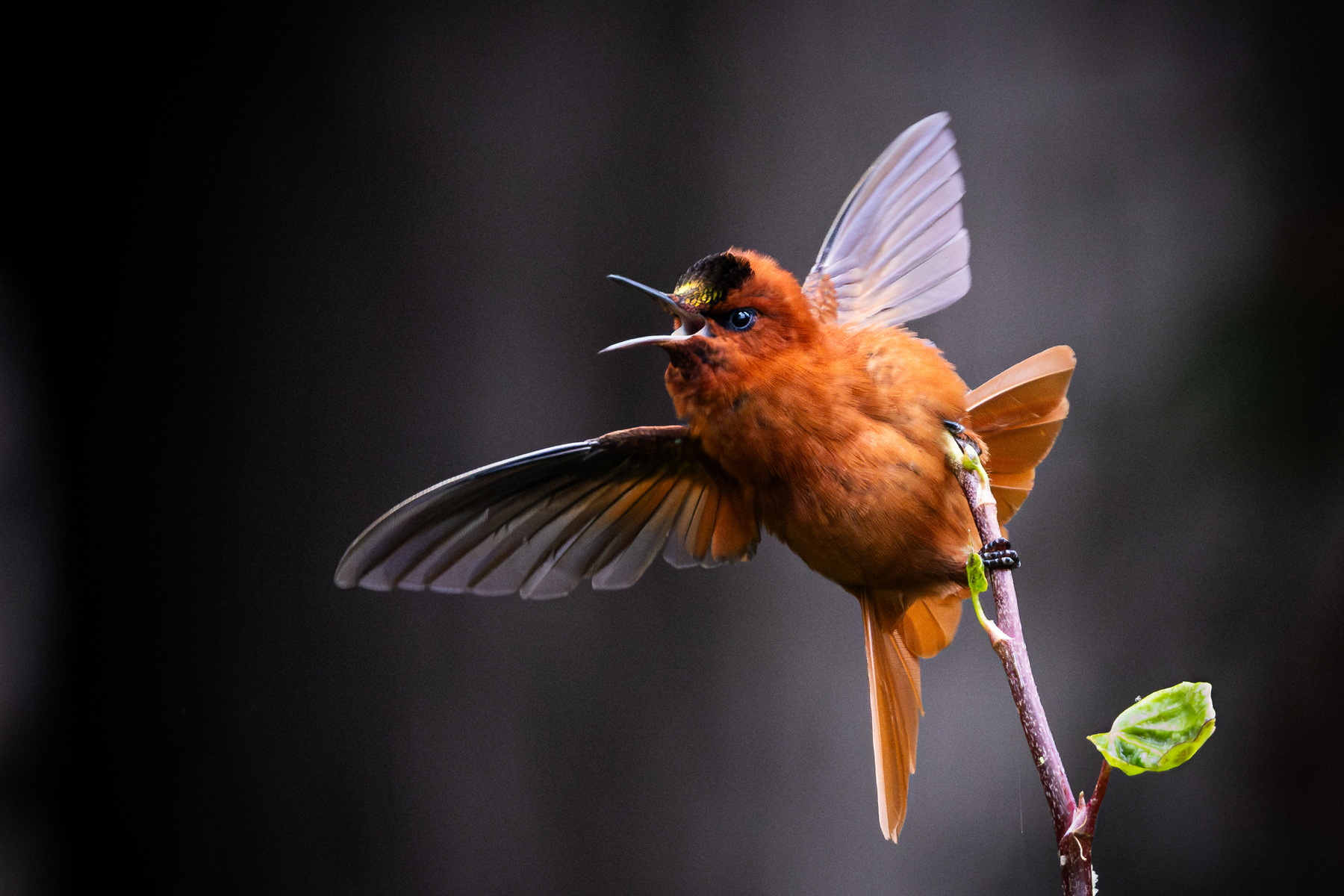 Juan Fernandez Firecrown hummingbird