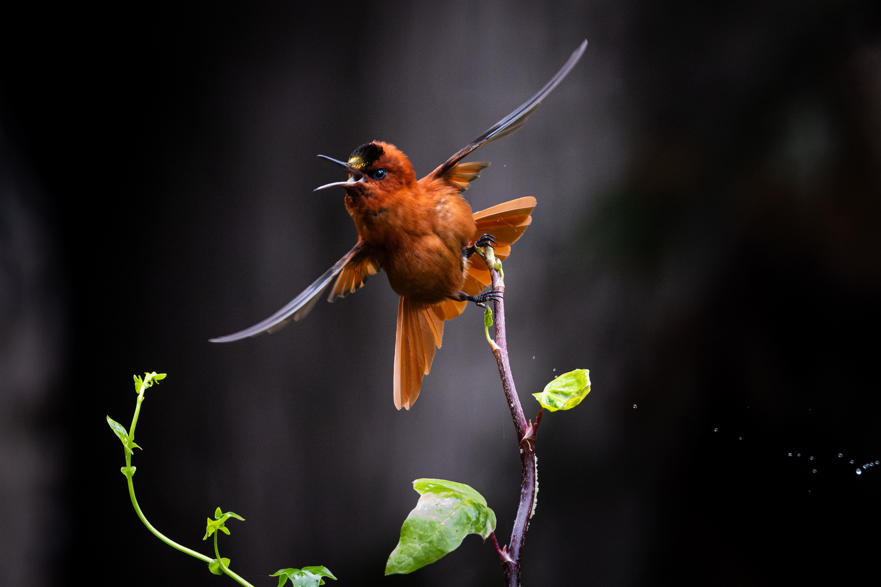 The Juan Fernandez Firecrown