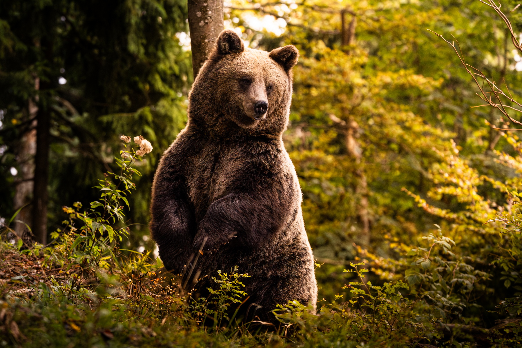 Brown Bear