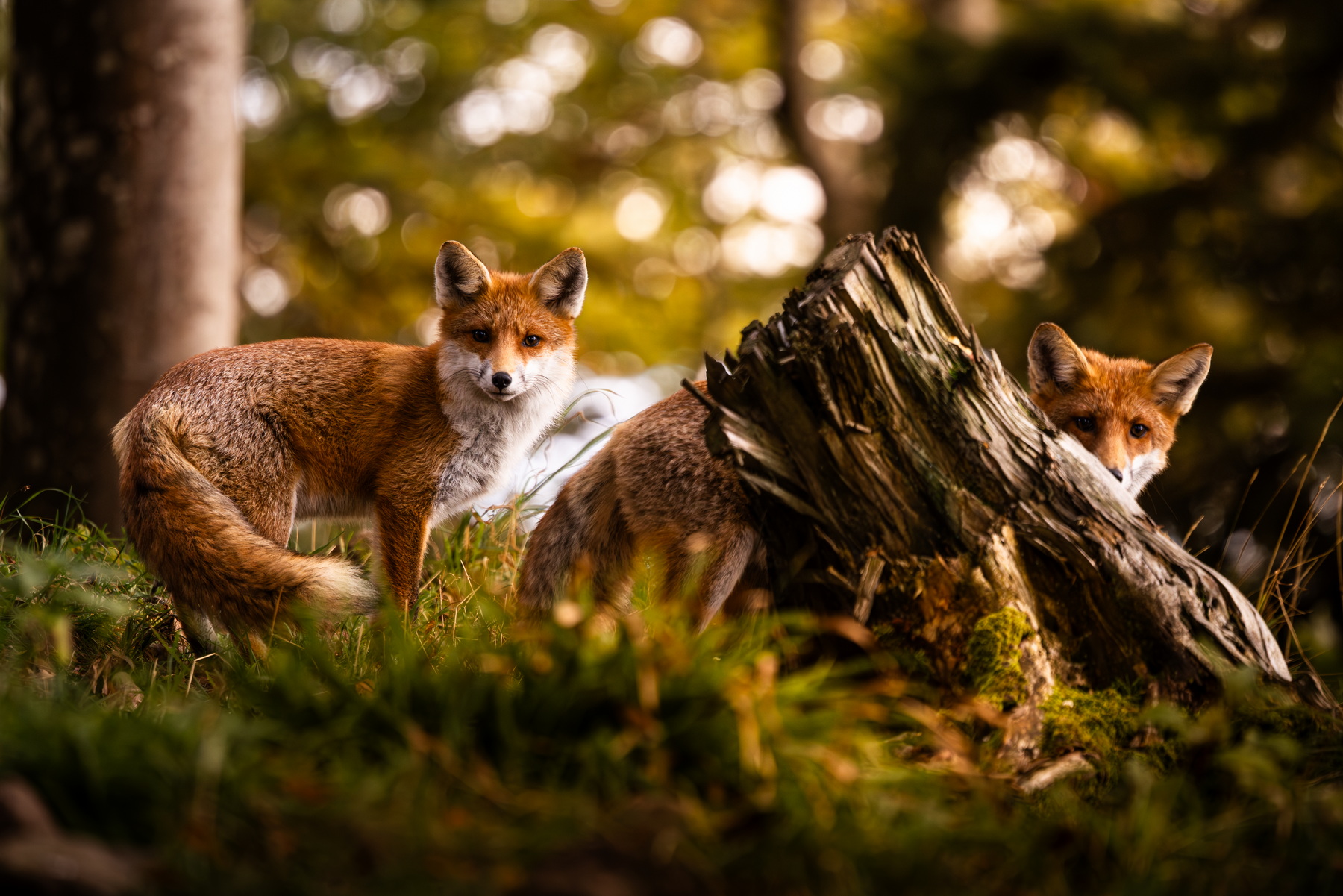 Foxes