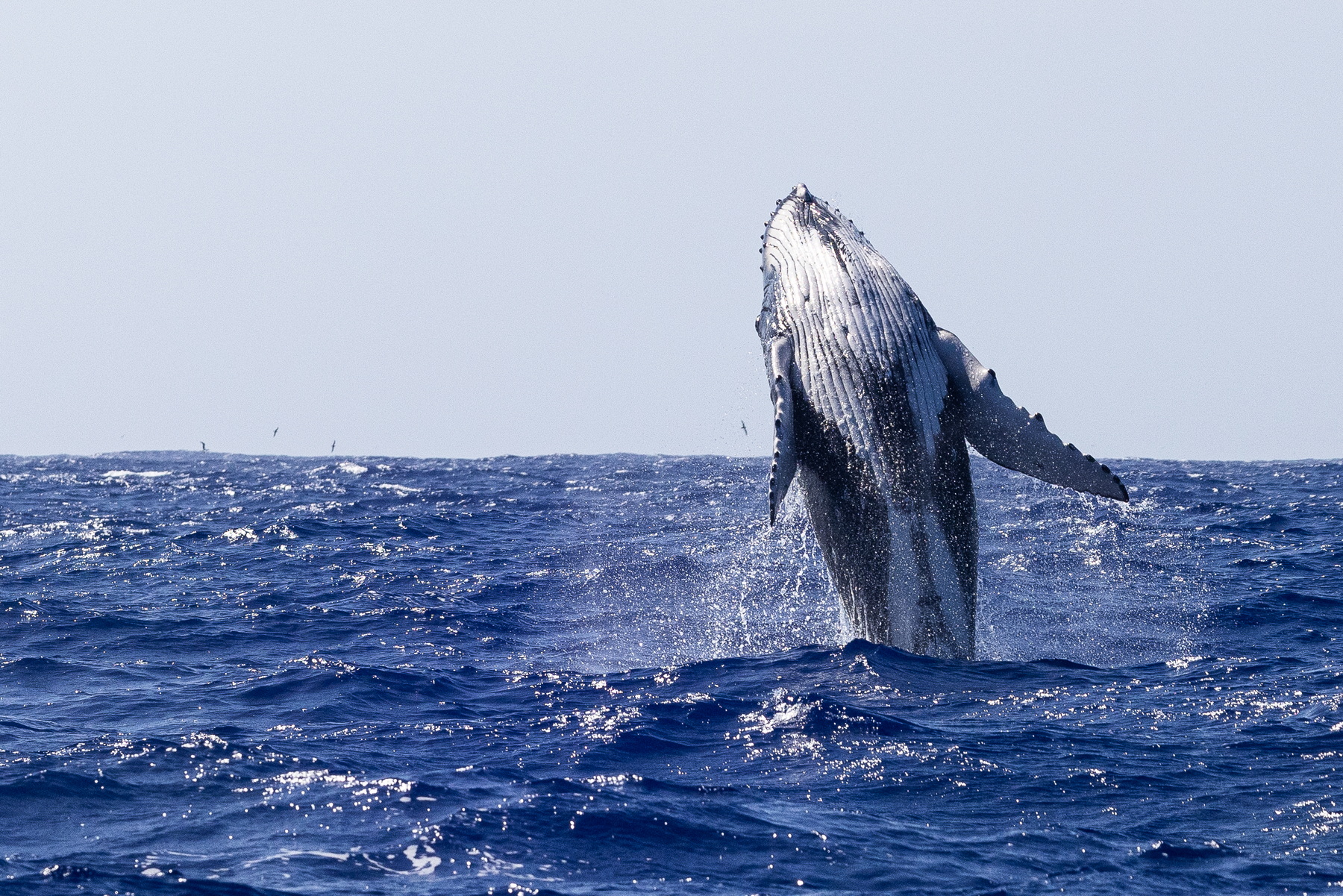 Breaching humpback calf