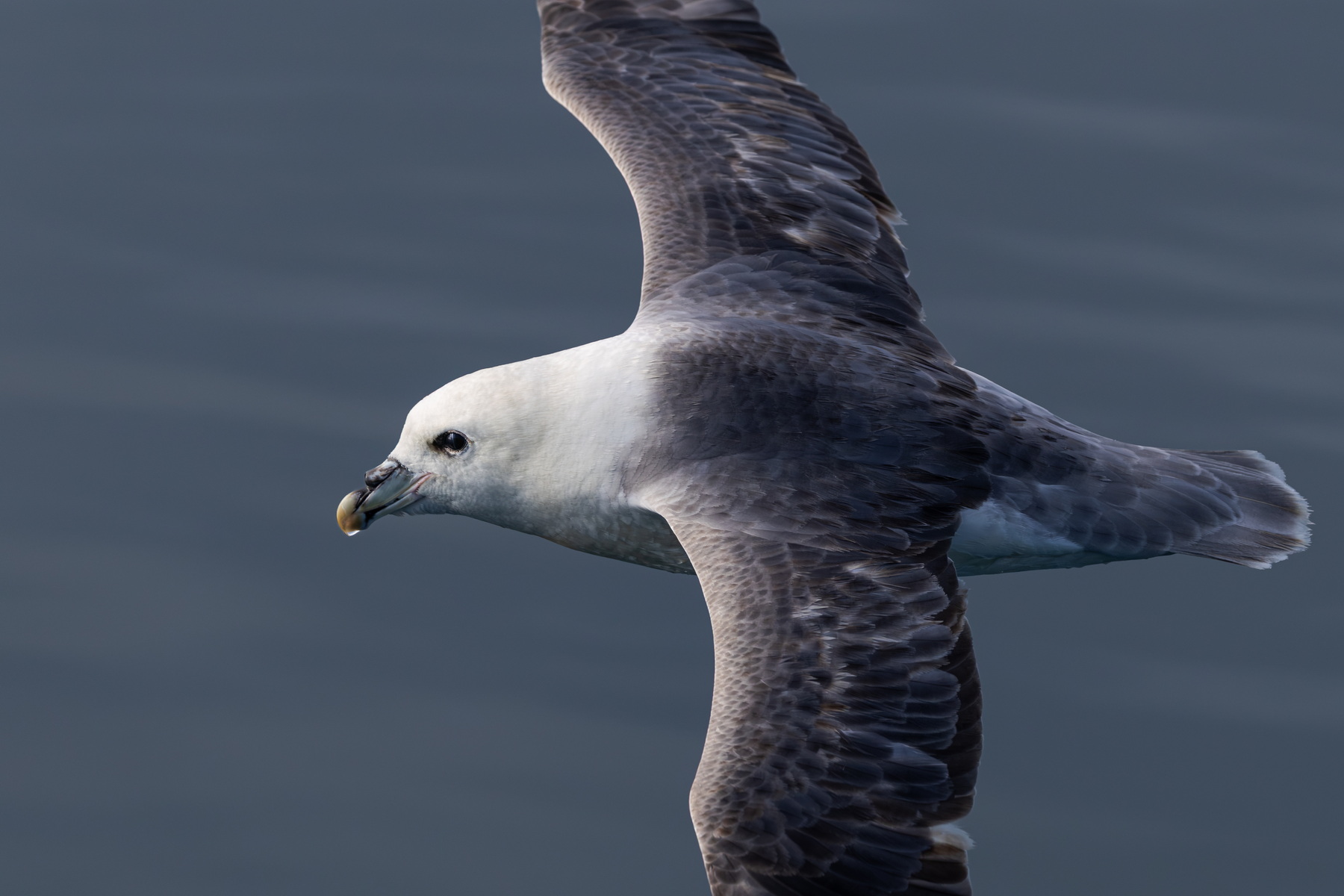 Northern Fulmar