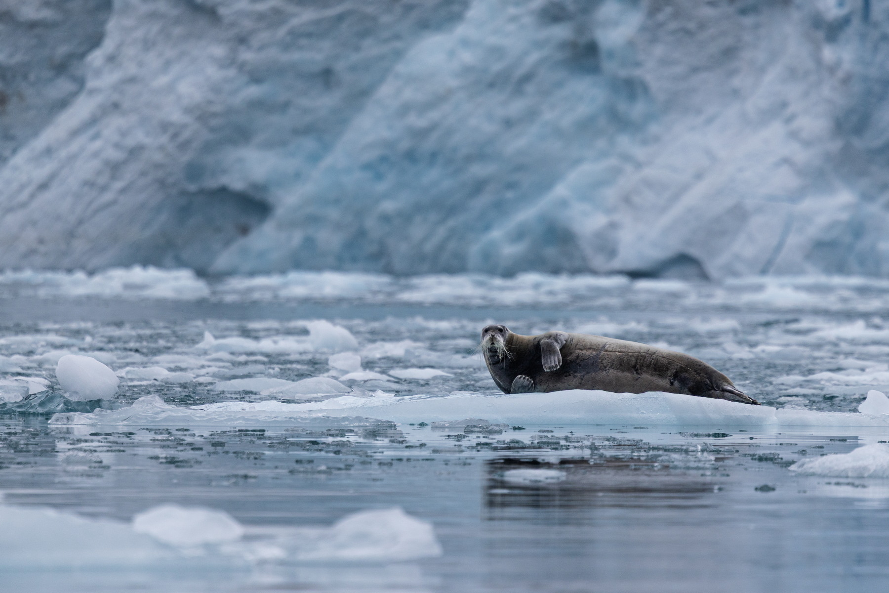 Bearded seal