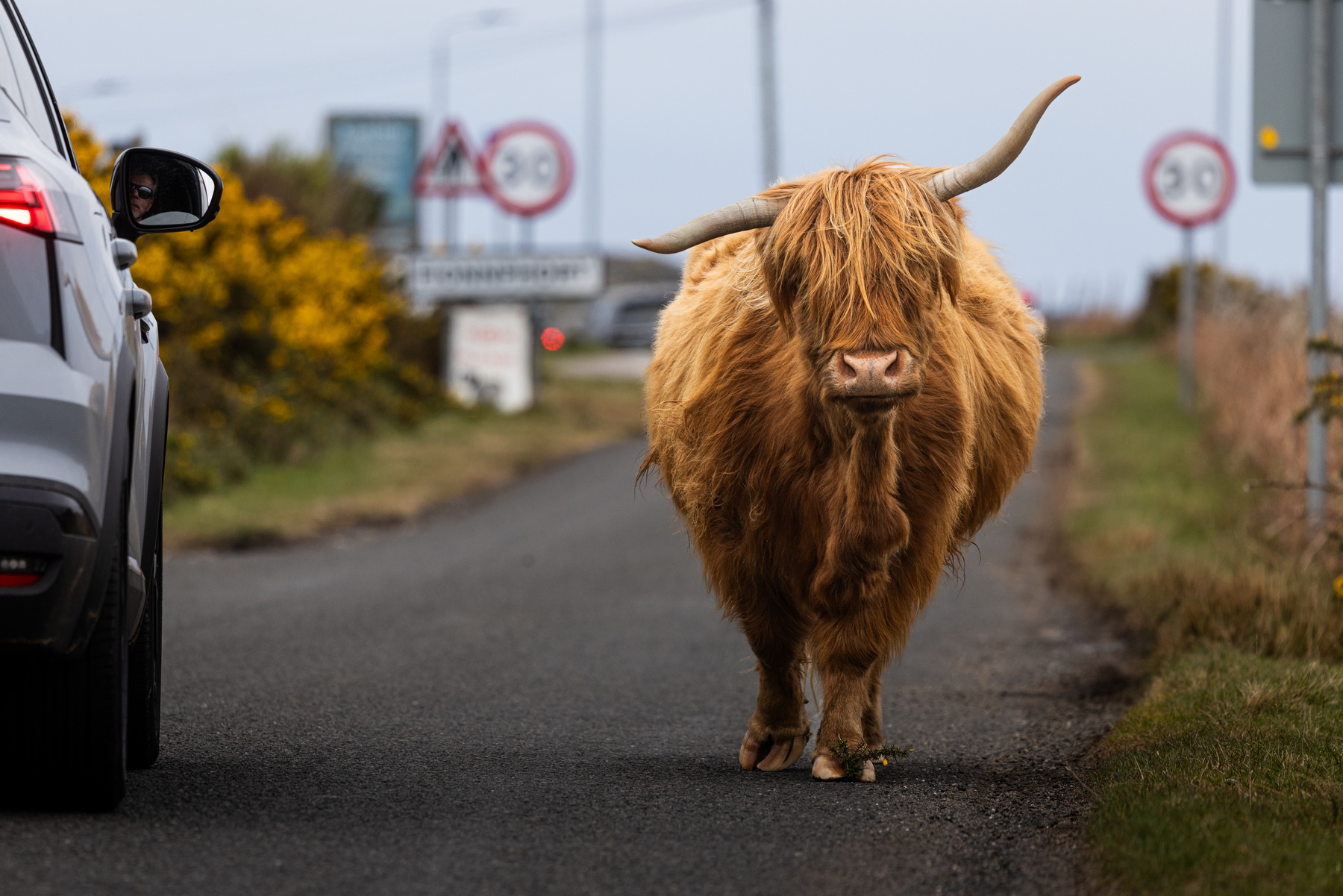 Famous Highland traffic