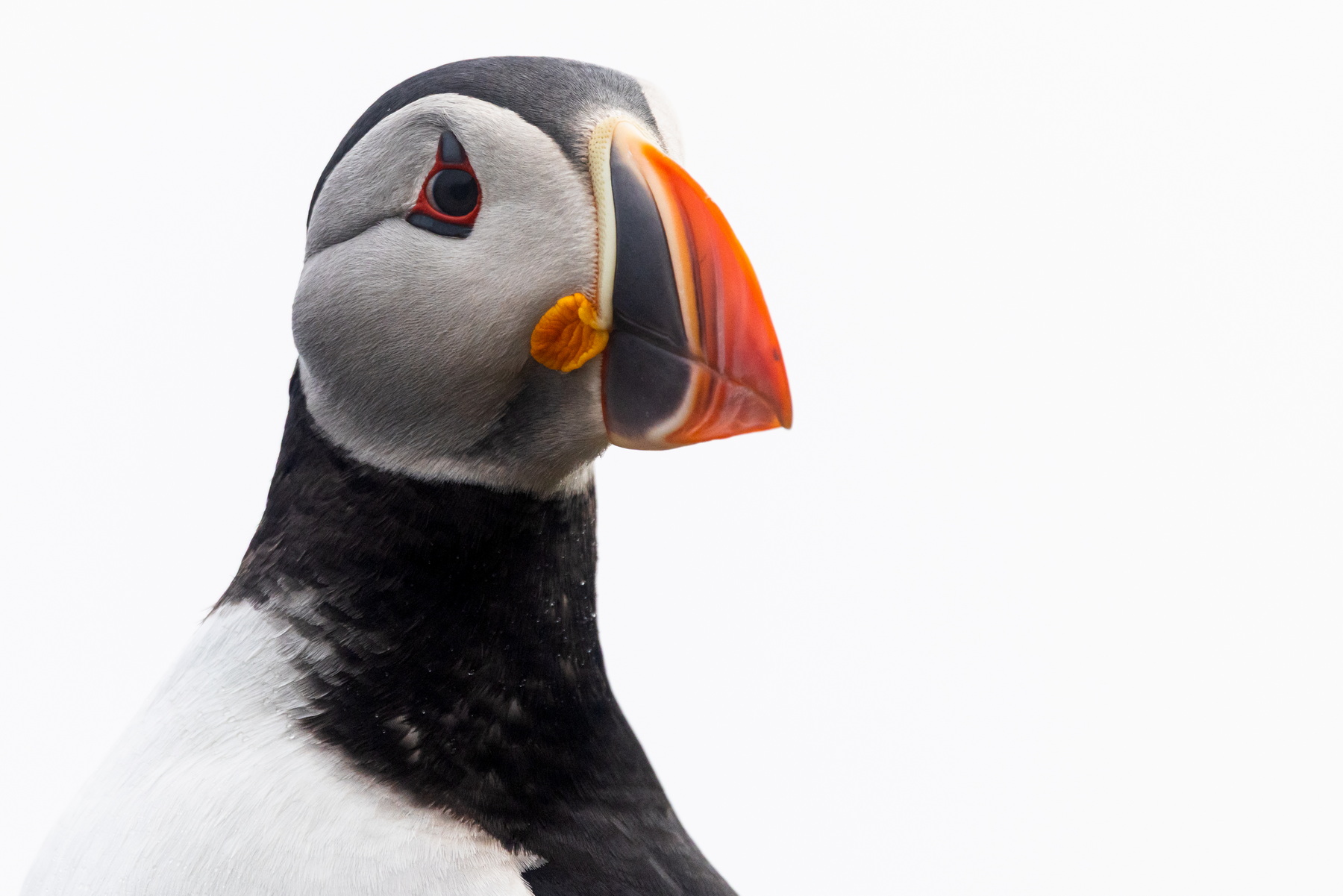 Puffin Portrait