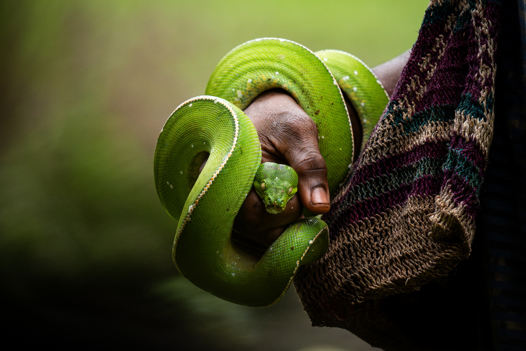 A local pet