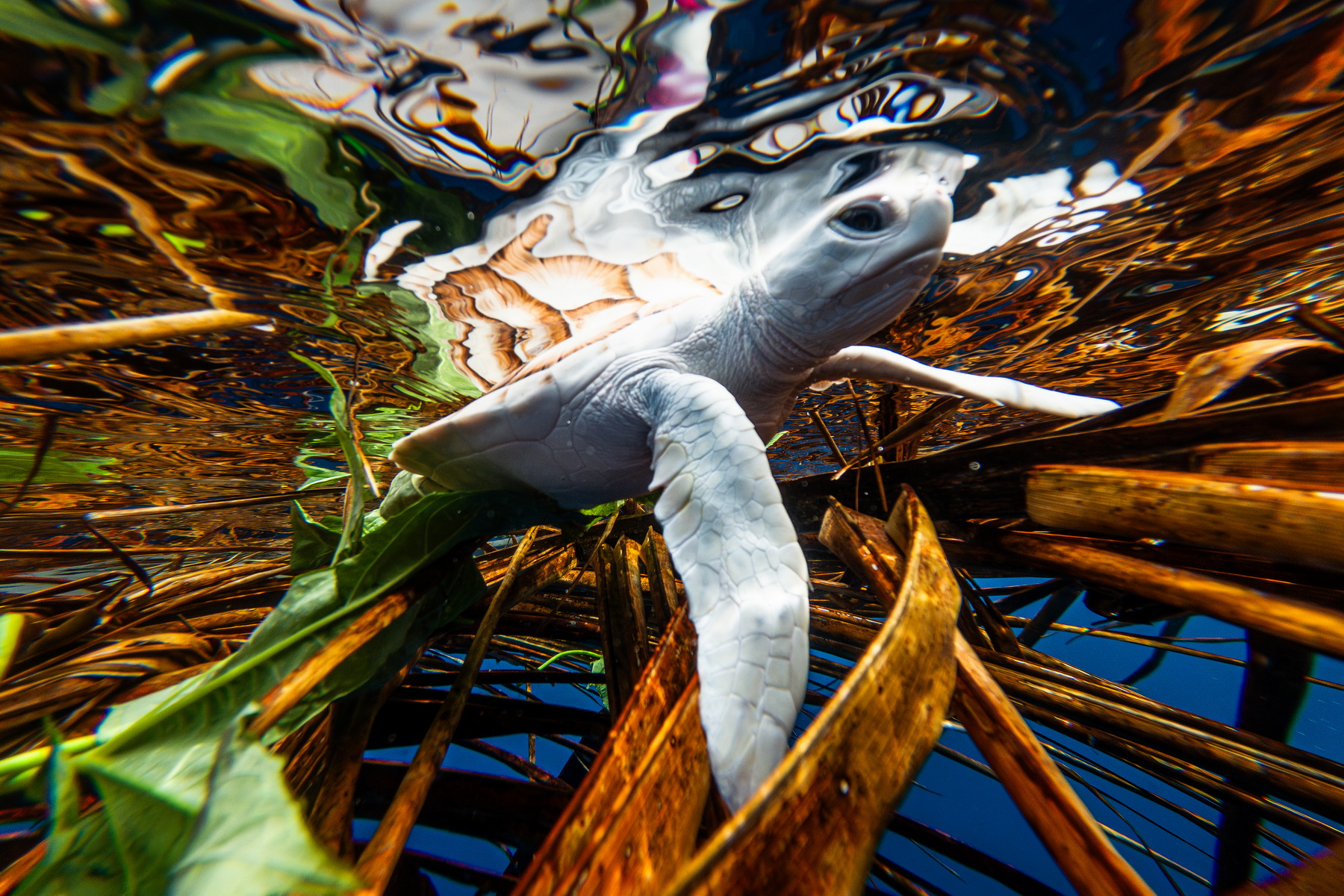 Turtle Rescue