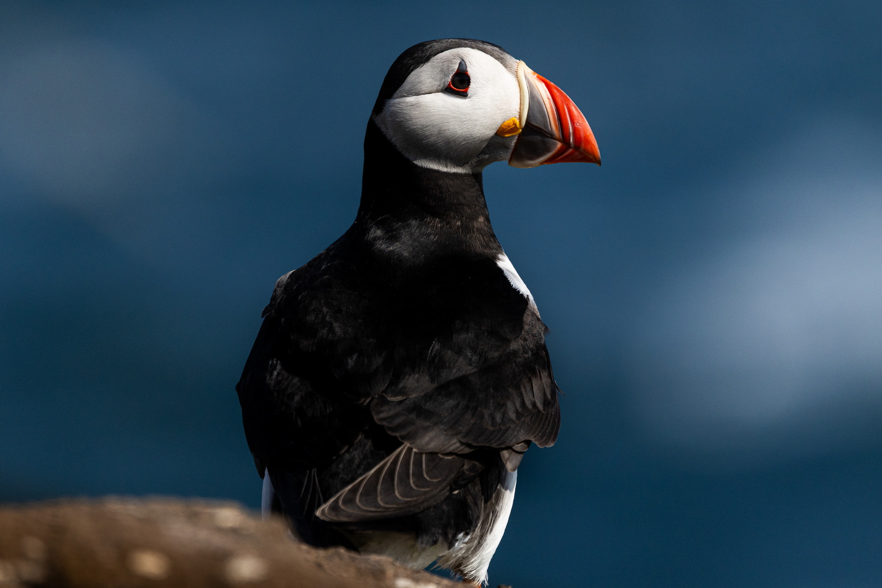 Puffin