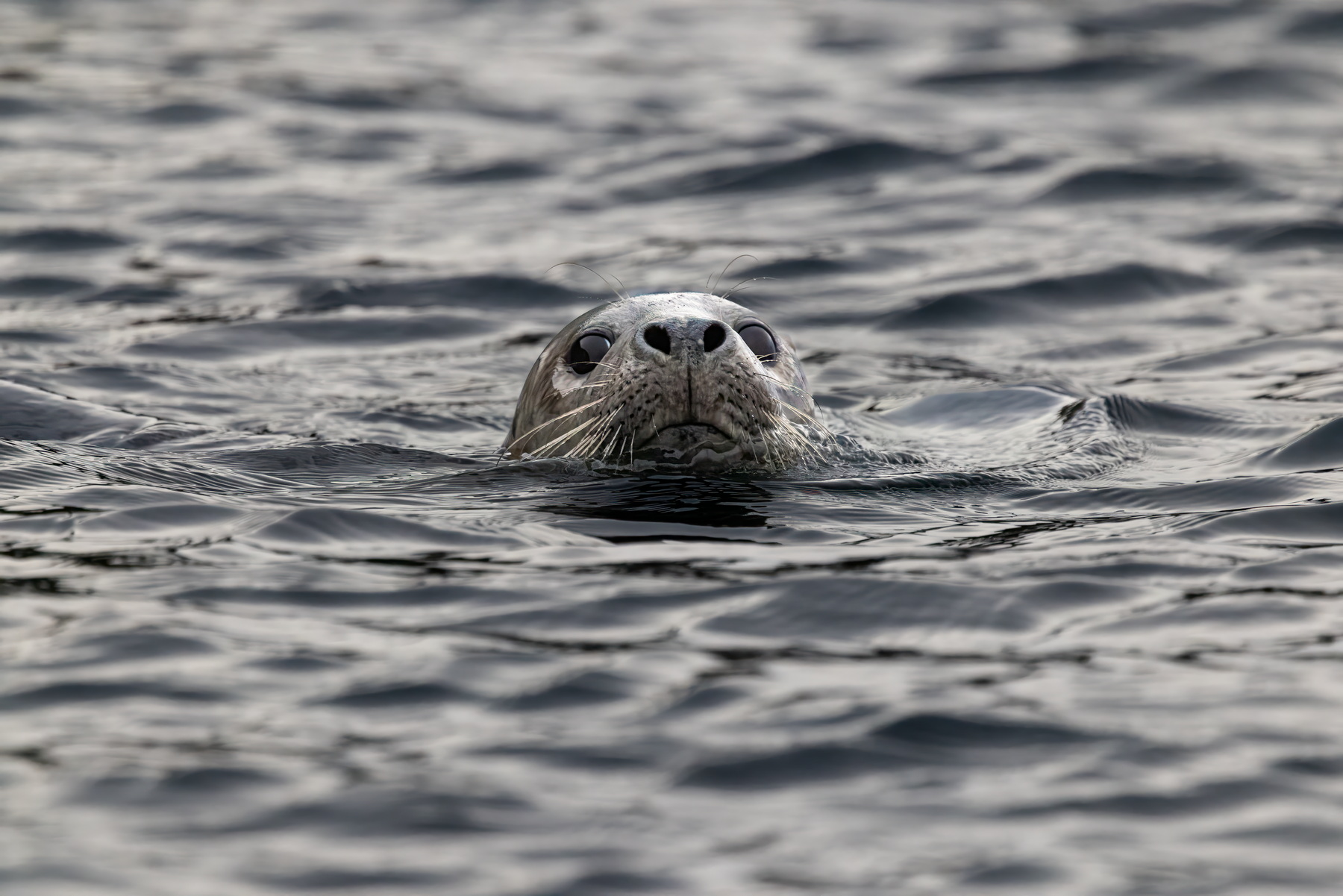 Grey Seal