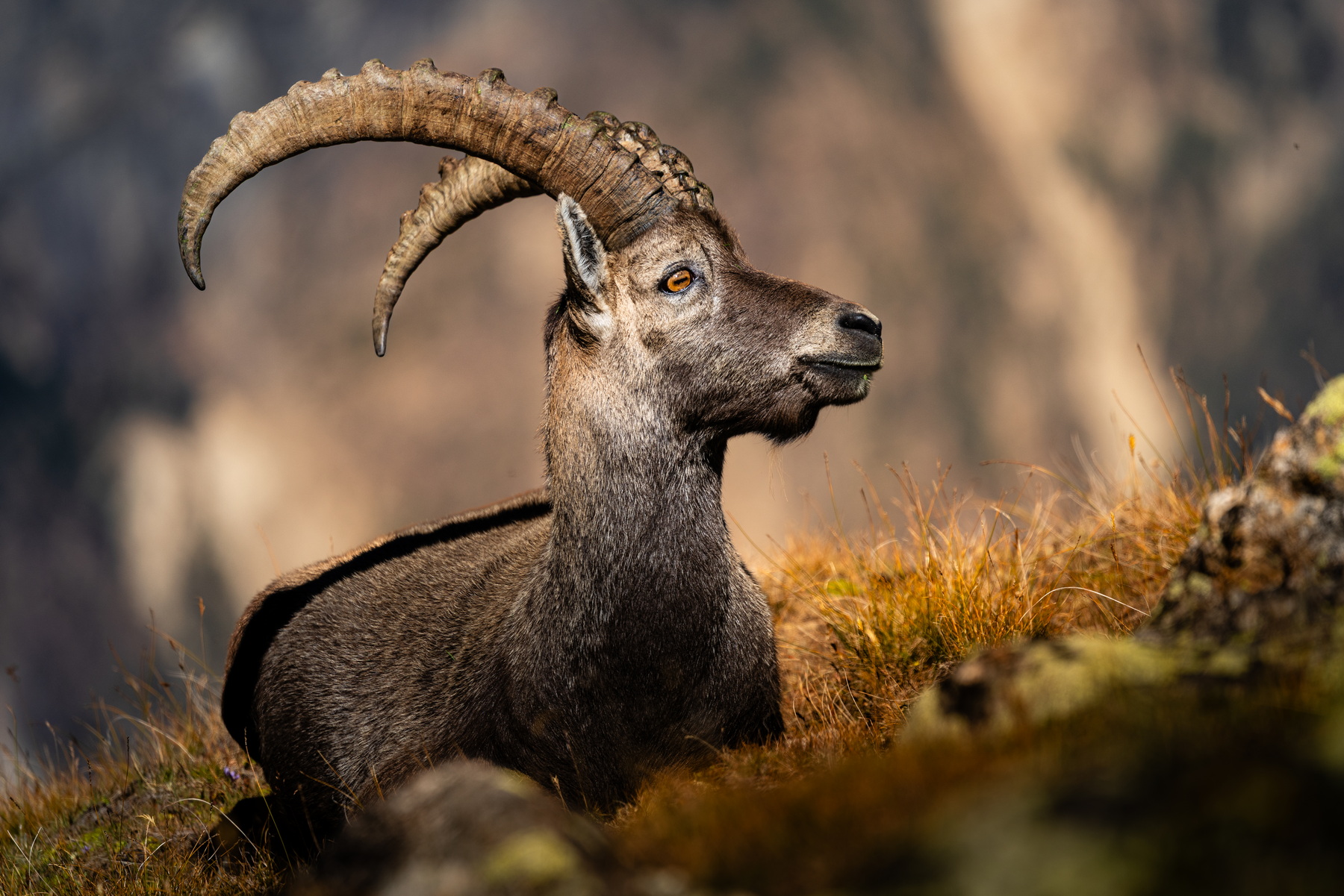Ibex