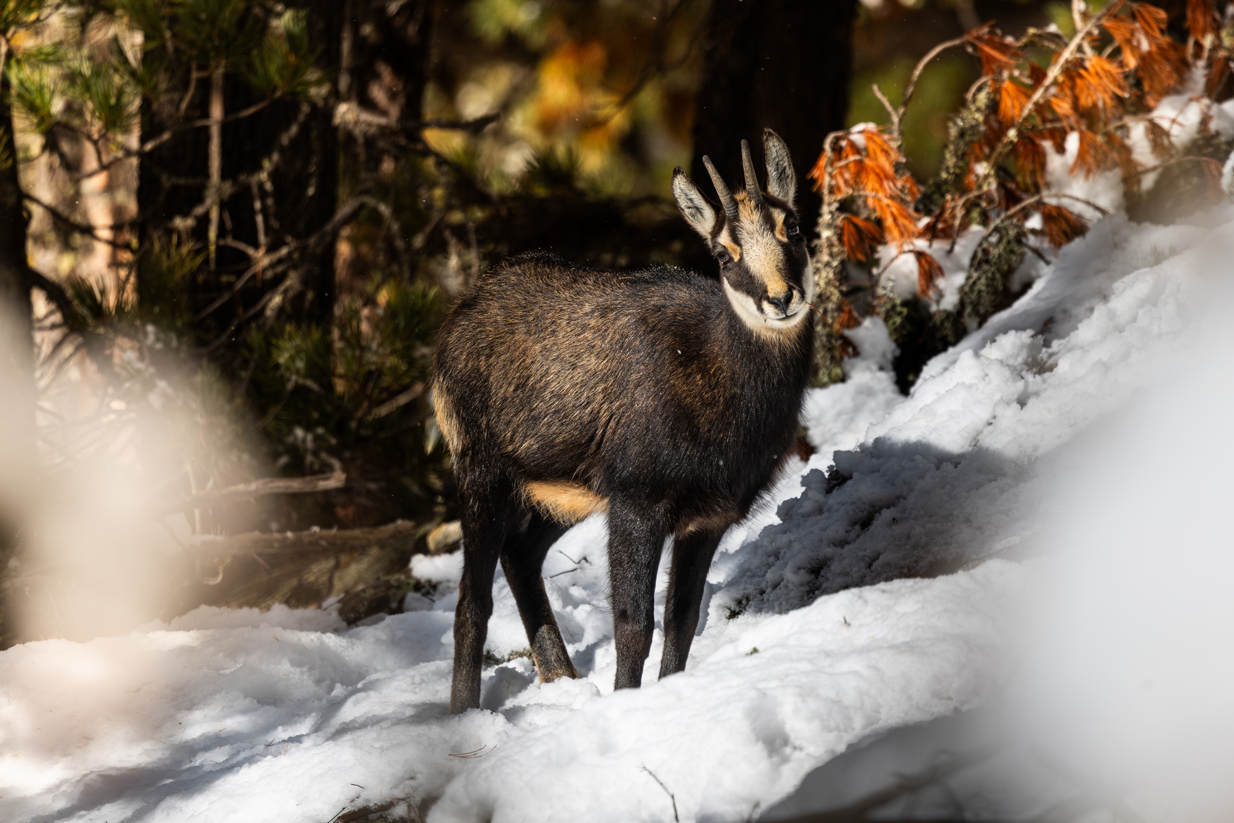 Chamois
