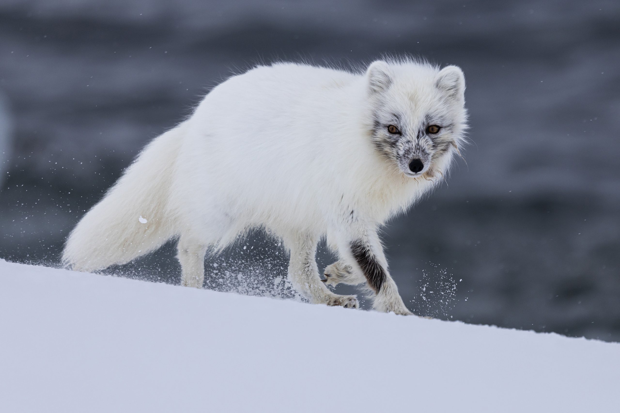 Arctic fox, winter coat