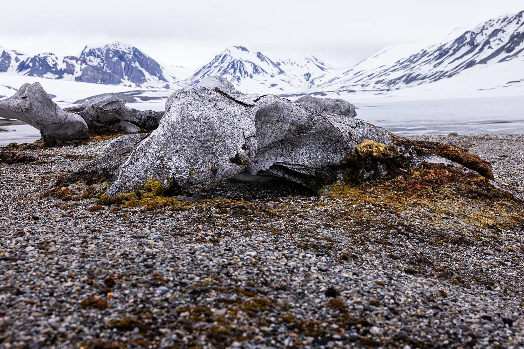 Arctic landings Svalbard shore expedition
