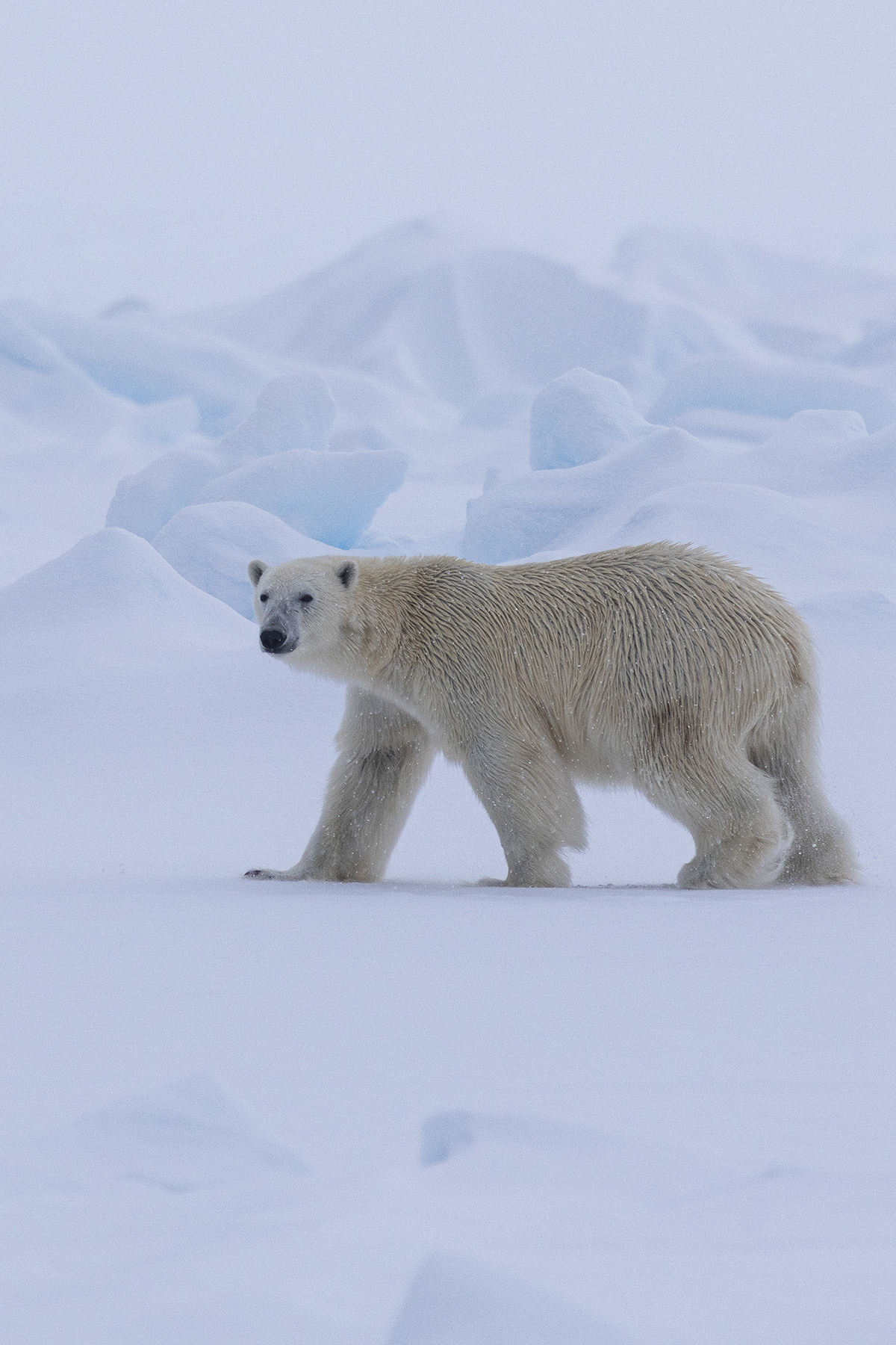 Polar bear on pack ice Svalbard Arctic expedition photography