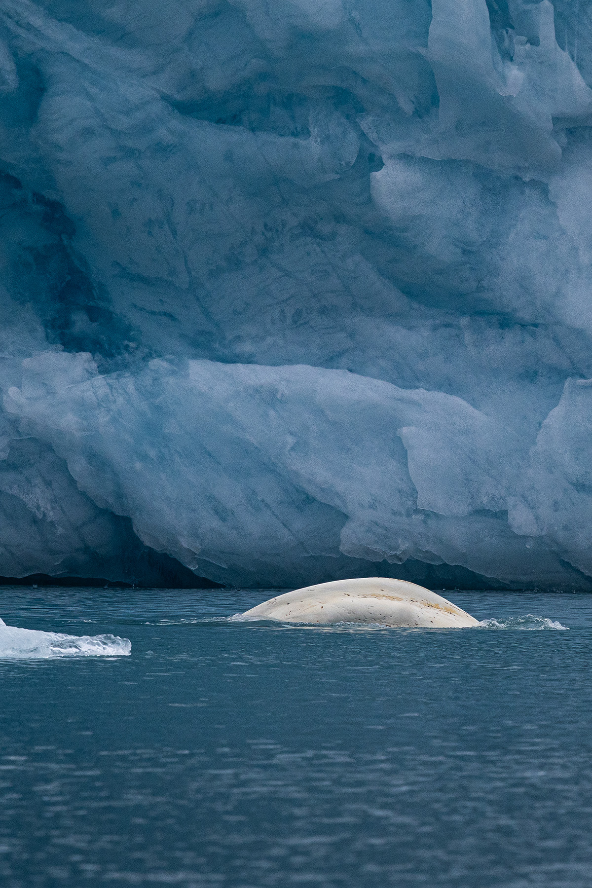 Svalbard Arctic expedition - polar wildlife and ice landscape