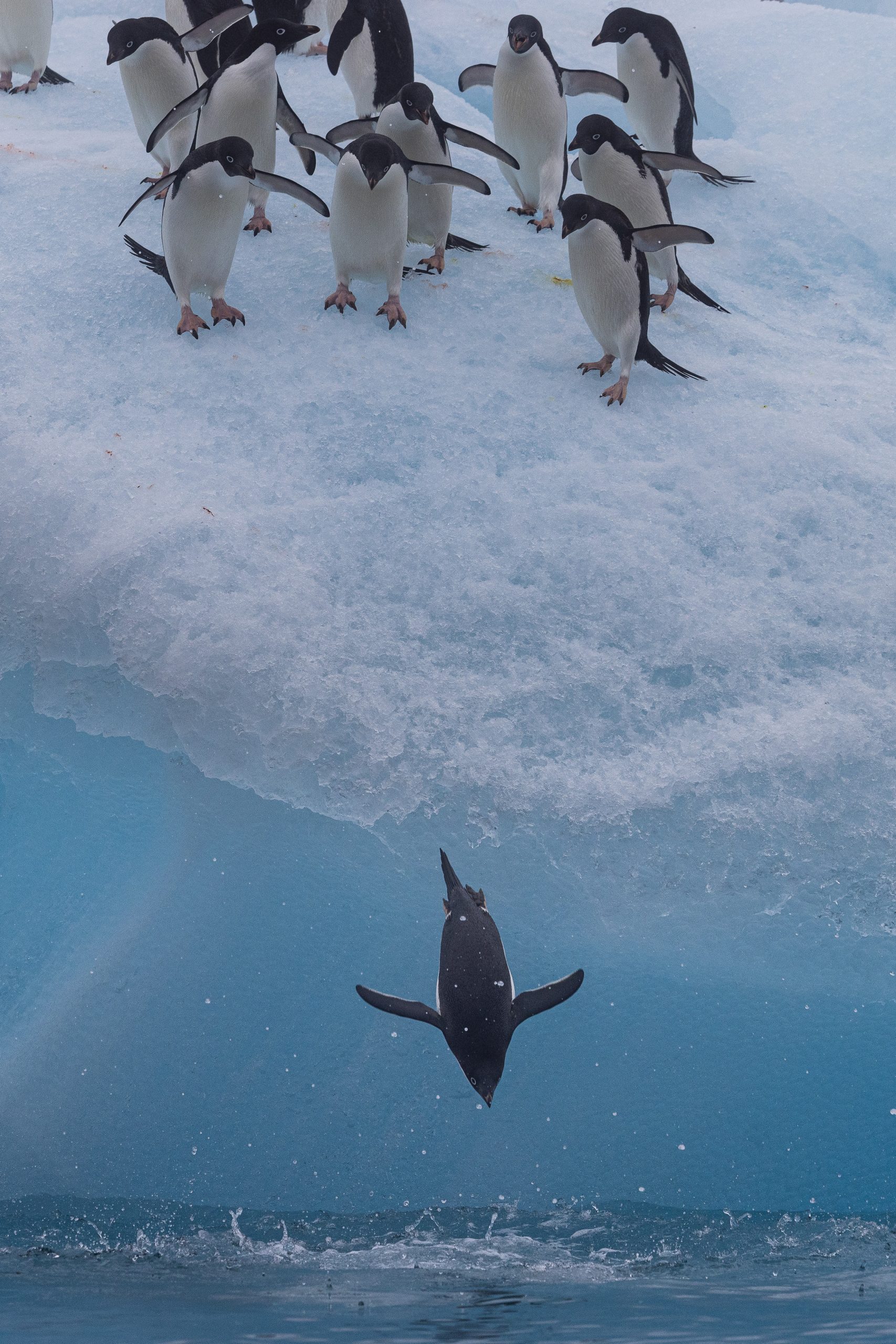 Antarctic wildlife and expedition photography